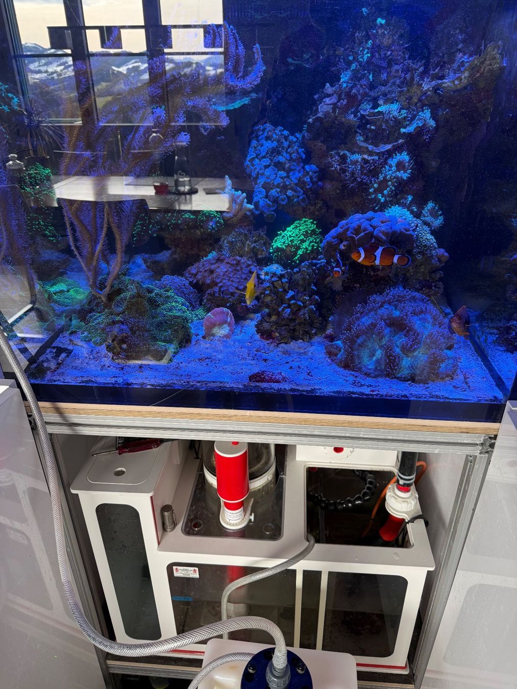 Acquari: Meerwasseraquarium – Usato da Oberhelfenschwil venduto da Erselbst