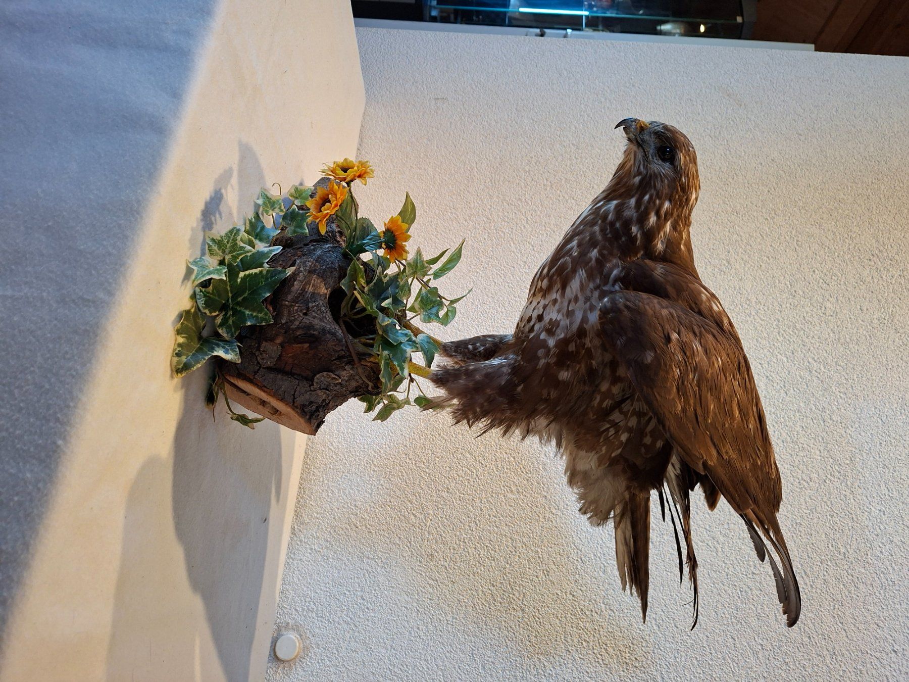 Il mondo degli animali: Mäusebussard 2 – Usato da Wünnewil venduto da Boschung1 2