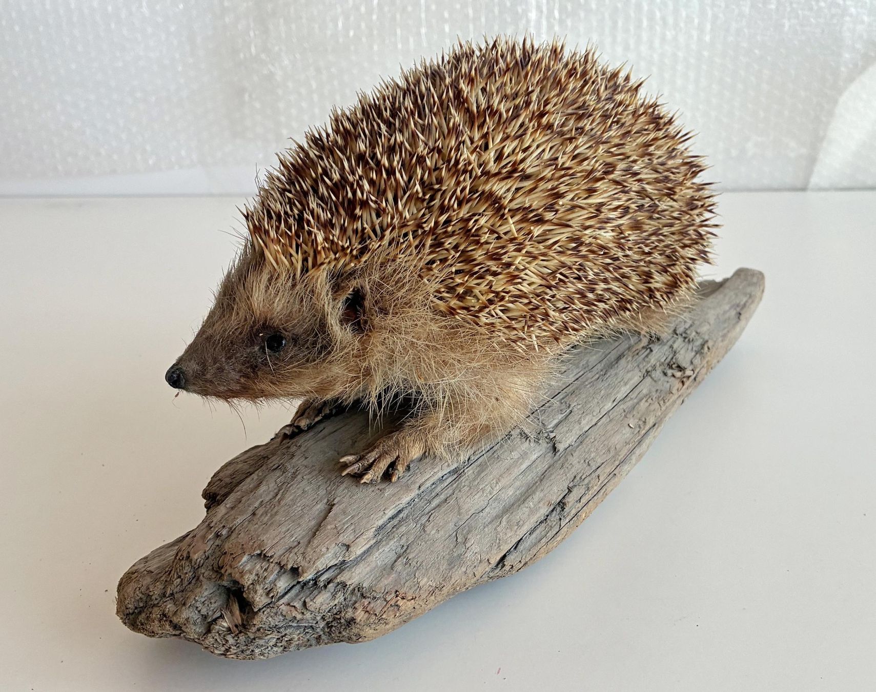 Welt der Tiere: Herziger Igel – Gebraucht aus Bäretswil von robsonantik 1