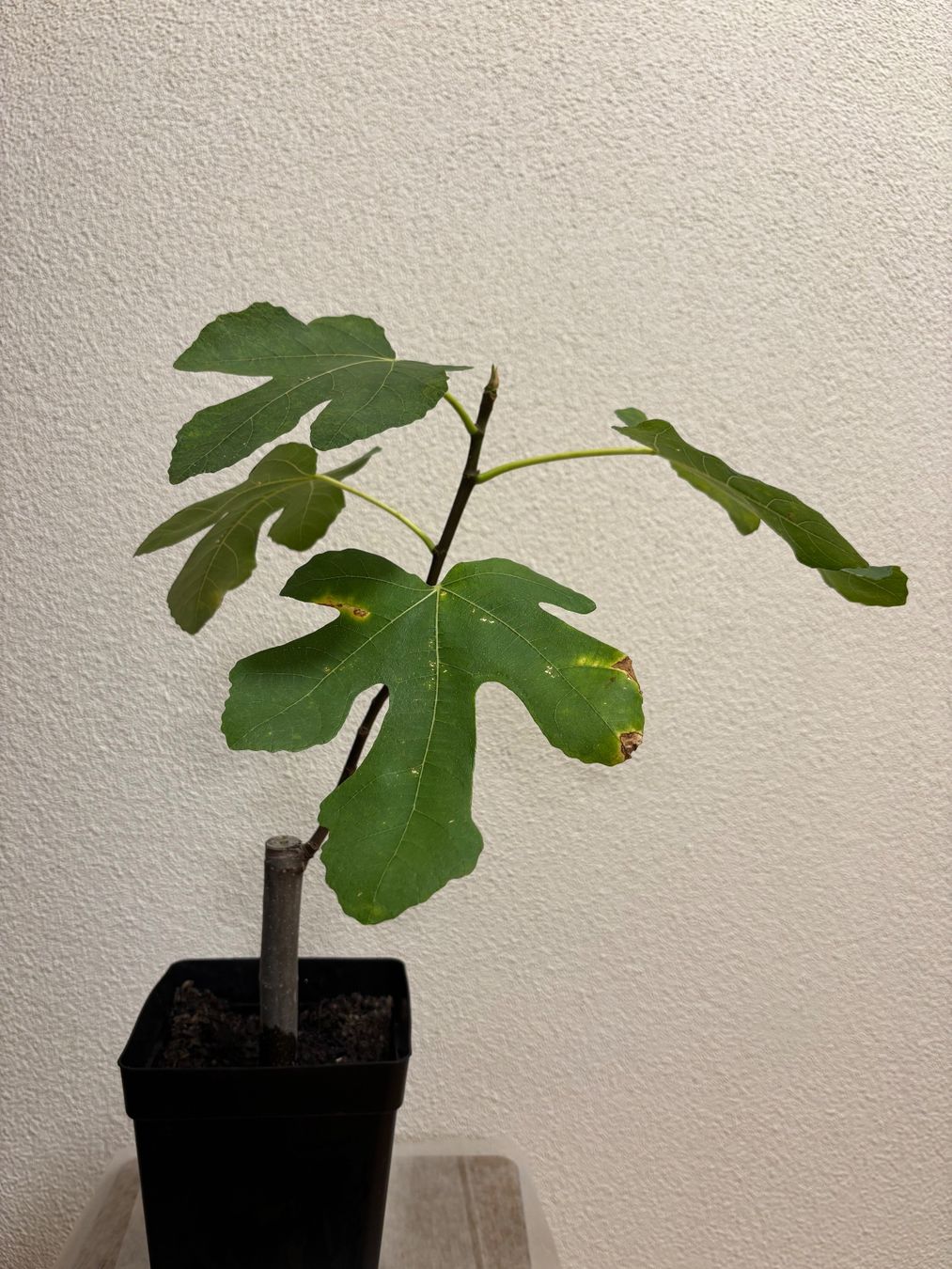 Plantes & graines: Feigenbaum – D'occasion à Wil SG par Mogli301