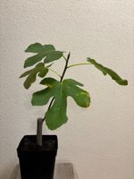 Feigenbaum