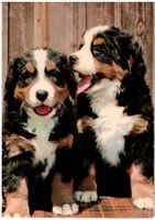 Berner Sennenhunde "Dürrbächler", geschätzt 1975