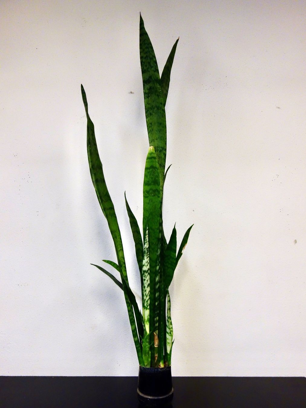 Piante & sementi: Bogenhanf Sansevieria Trifasciata – Nuovo (secondo la descrizione) da Kerzers venduto da zimmergruener 3