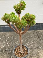 Aeonium arboreum, Jungpflanze