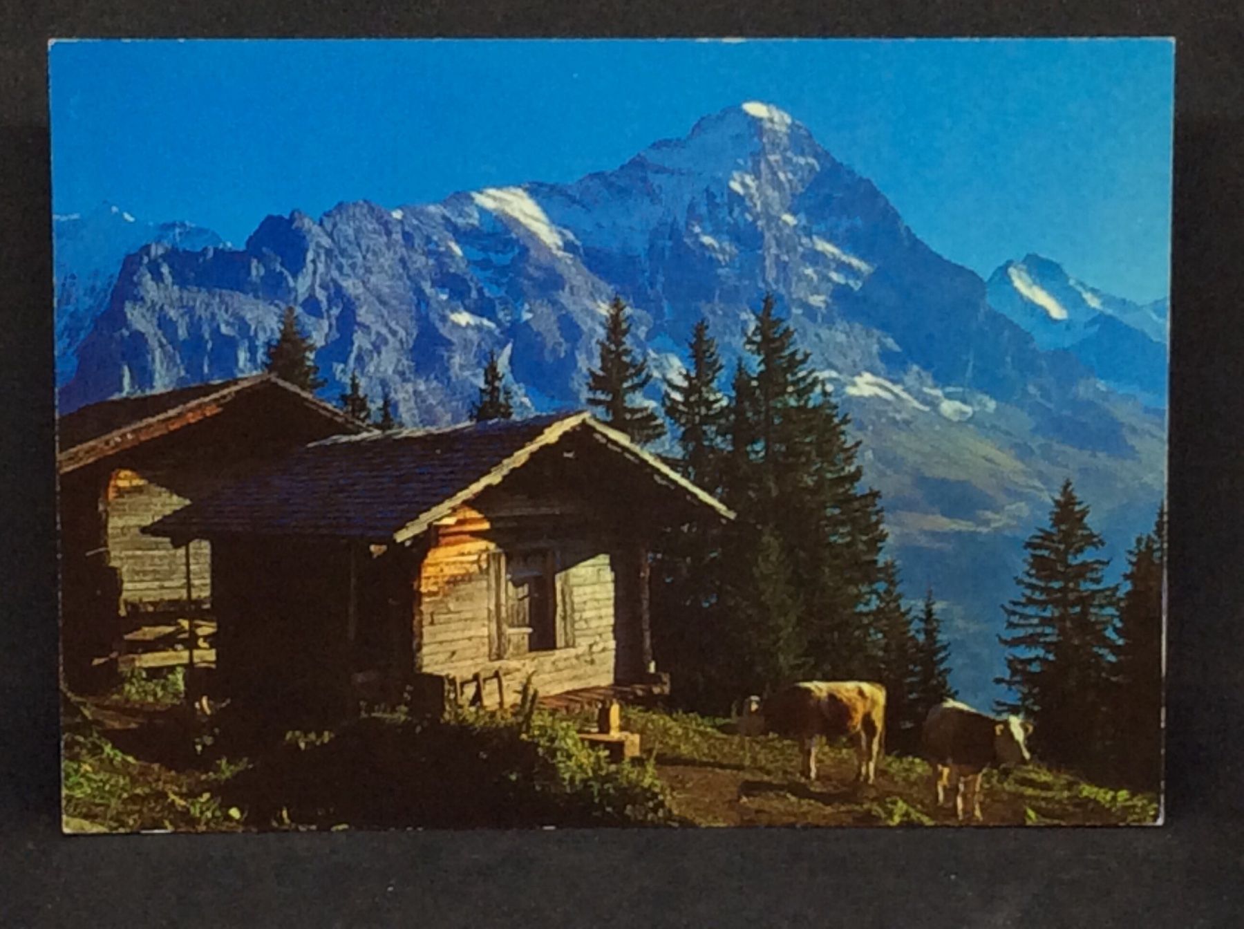 Cartoline postali: Eiger, Jungfrau – Usato da Widnau venduto da Brusi9