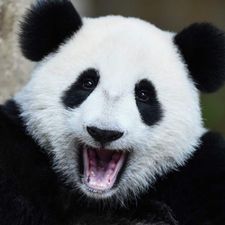Profile image of Panda-87