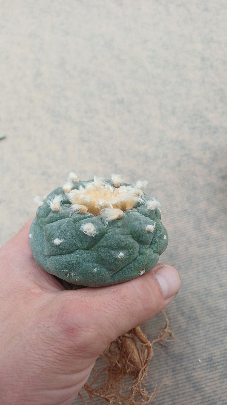 Plantes & graines: Lophophora decipiens – D'occasion à Neftenbach par QuiQuo 3