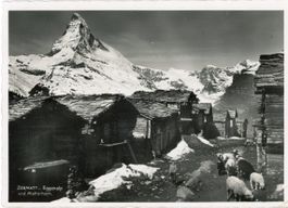 Zermatt   VS  -    EGGENALP  /  Schafe     um 1928
