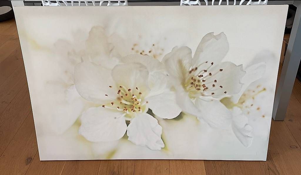 Foto & Immagini: Bild Kirschblüten – Nuovo e nell'imballaggio originale da Inwil venduto da kel_df7w