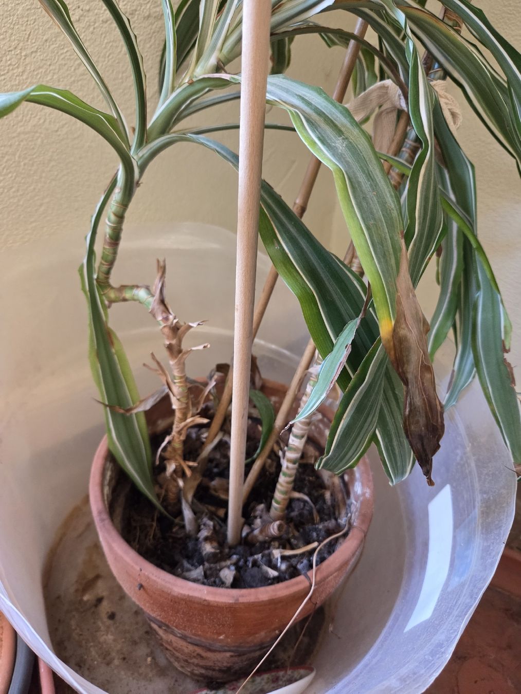 Plantes & graines: Drachenbaum – D'occasion à Wädenswil par weihpos 1