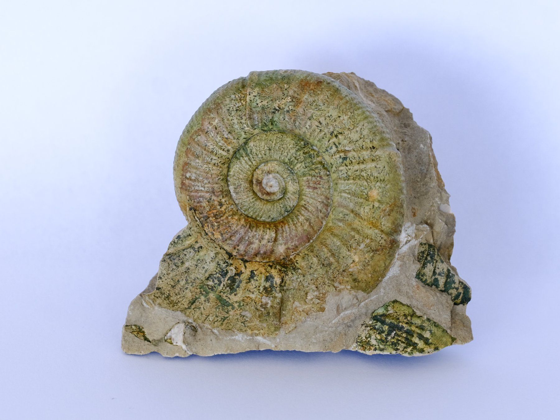Fossilien: Ammonit aus Neumarkt - Deutschland – Gebraucht aus Heiden von mats10