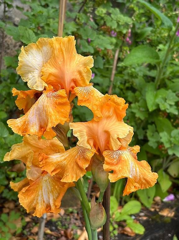 Plantes & graines: Iris germanica – D'occasion à Moudon par jcs_k9m7 2