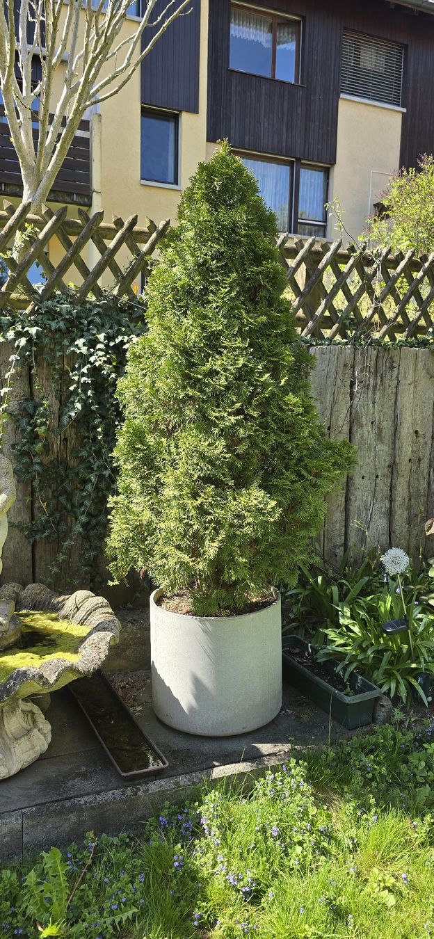 Piante & sementi: Thuja Smaragd Lebensbaum mit Topf ca. 150 cm – Nuovo (secondo la descrizione) da Zürich venduto da Nadon79