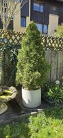 Thuja Smaragd Lebensbaum mit Topf ca. 150 cm