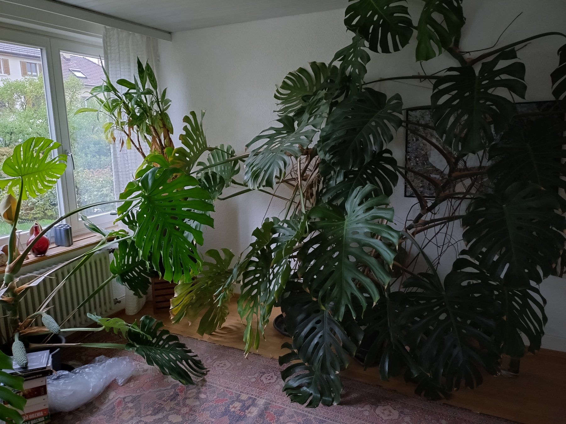 Pflanzen & Samen: Monster Monstera – Gebraucht aus Münchenstein von turteltaub