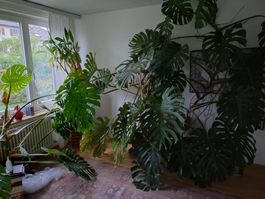Monster Monstera