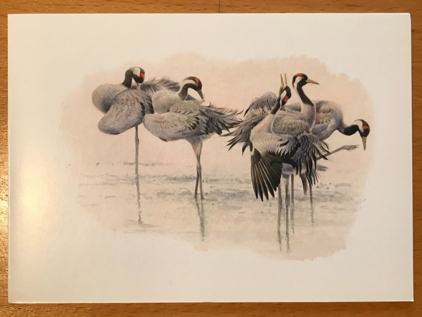 Cartoline postali: Postkarte Vögel Kraniche – Usato da Luzern venduto da mey_s13