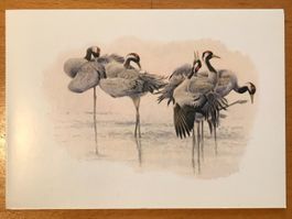 Postkarte Vögel Kraniche