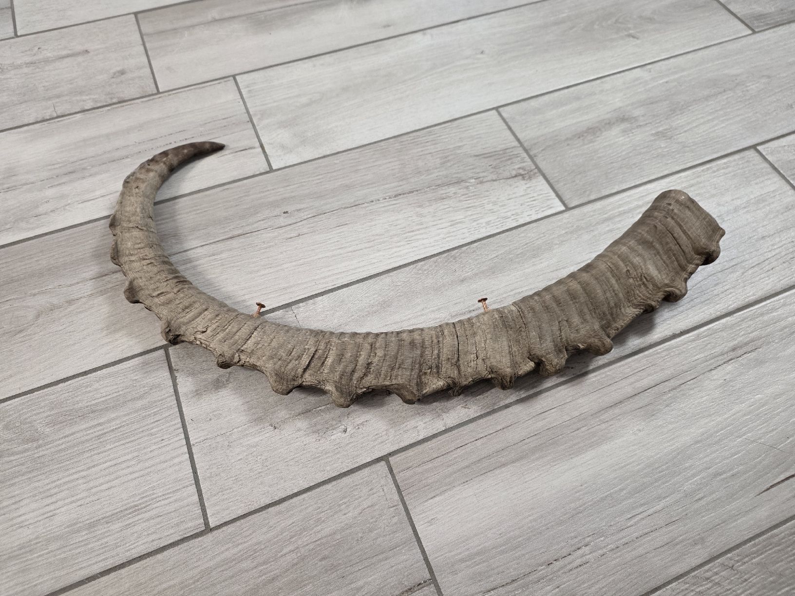 Il mondo degli animali: Steinbock Horn Dekoration – Usato da Dorf venduto da Echo_Elements 1