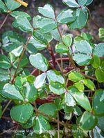 Oxalis Spiralis Vulcanicola Nordlys - weisse Variegata