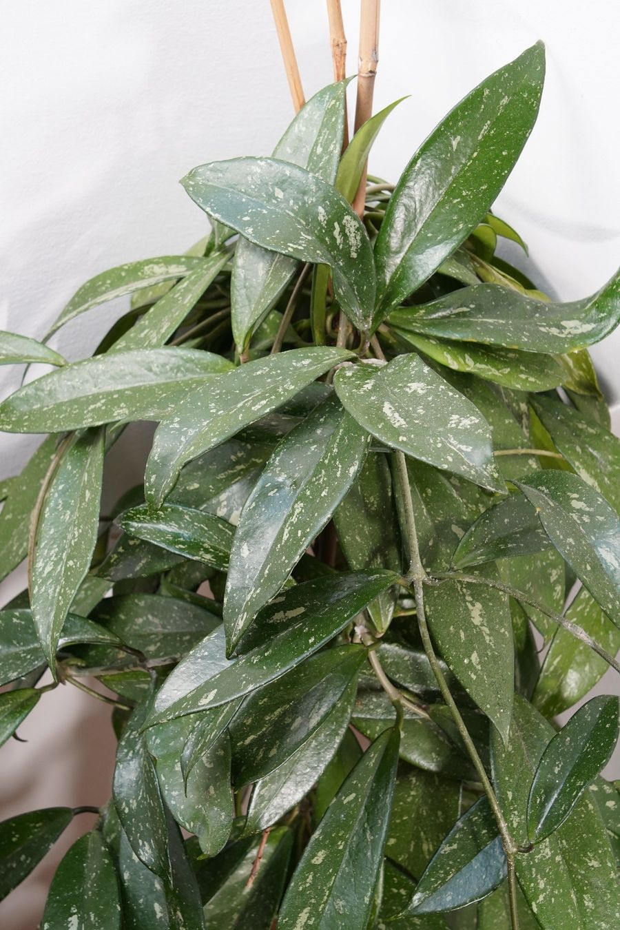 Piante & sementi: Zimmerpflanze Hoya – Usato da Wil SG venduto da froschbiss 1