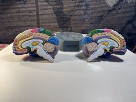 Modell eines Gehirns / teilbar