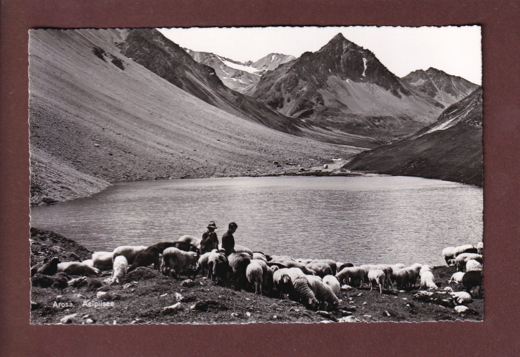 Cartoline postali: AROSA - Aelplisee - Schafherde - 1955 – Usato da Pully venduto da nicecards