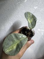 Hoya carnosa 'Argentea Princess'