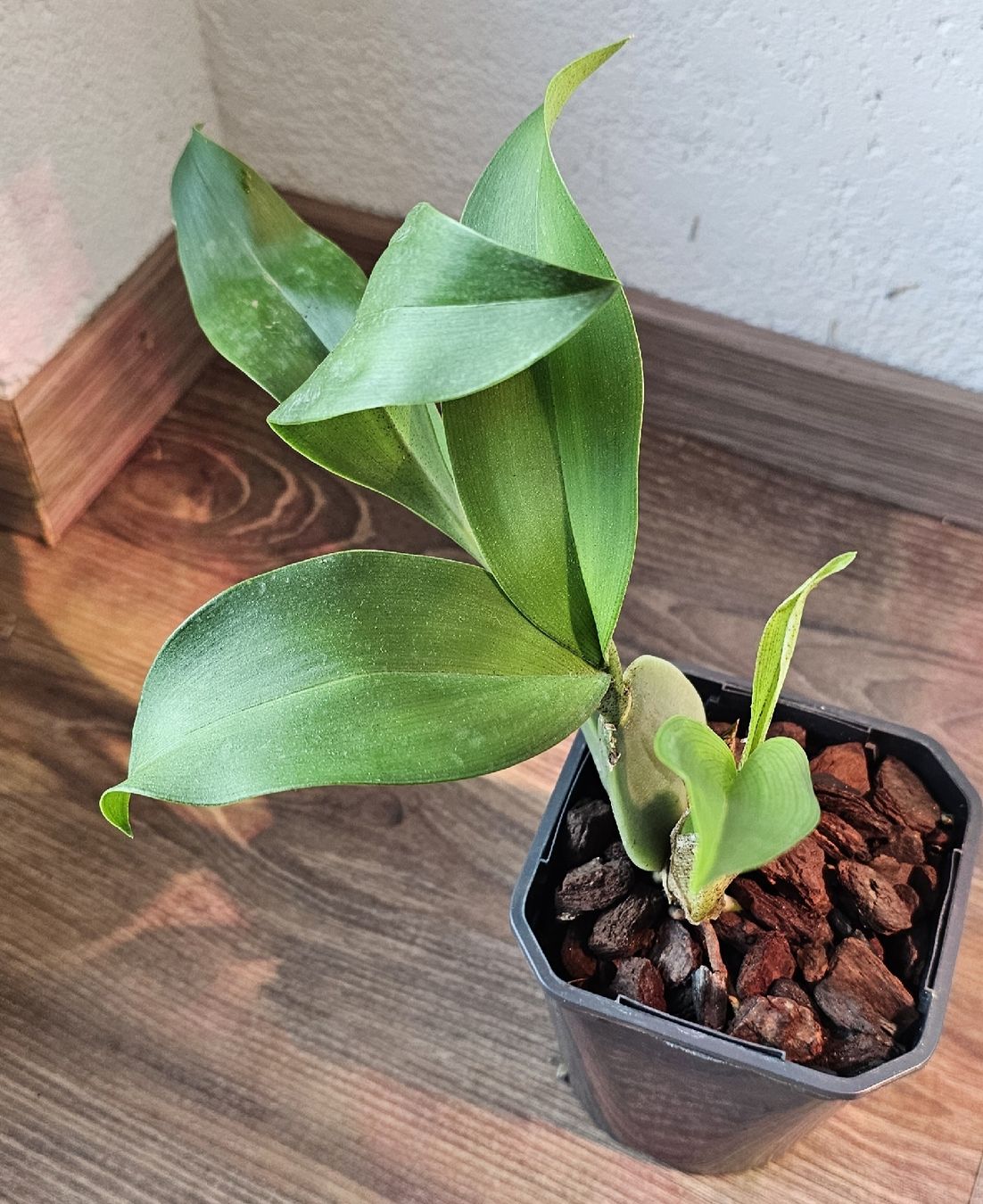 Piante & sementi: Orchidee Rossioglossum Rawdon Jester – Usato da Jona venduto da Smurnaya 4