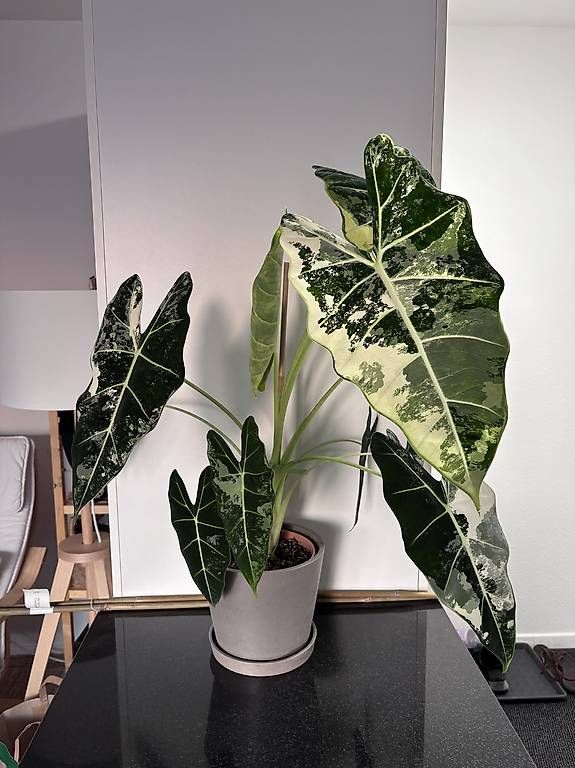 Piante & sementi: Grosse Alocasia Frydek Variegata – Usato da Oberbuchsiten venduto da Muskatellerchen 5