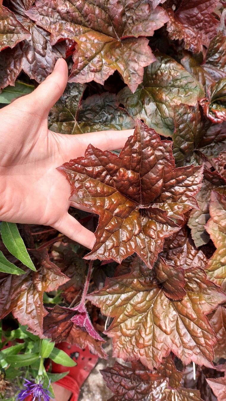 Piante & sementi: Purpurglöckchen – Heuchera – Nuovo (secondo la descrizione) da Thalheim venduto da silvara01 3