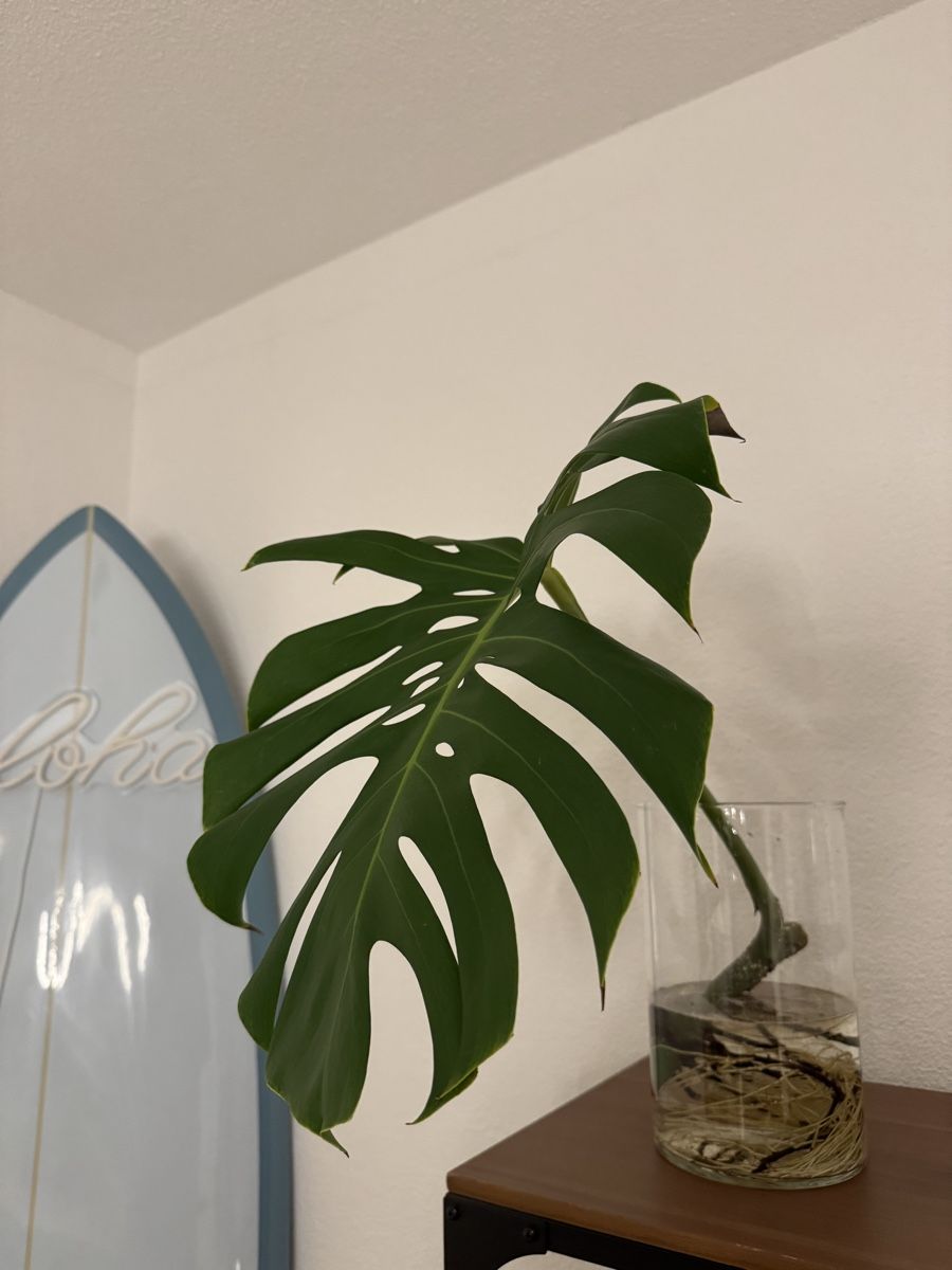 Monstera Variegata Ableger (Gebraucht) in Spiegel b. Bern fr CHF 25  nur  Abholung auf Ricardo kaufen