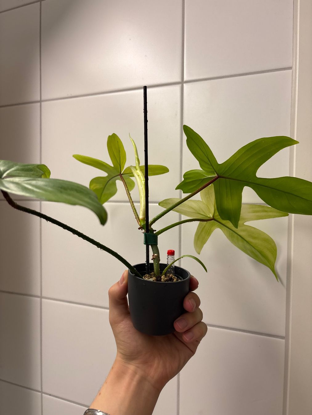 Piante & sementi: Philodendron Florida Ghost 😍 – Nuovo (secondo la descrizione) da Schlieren venduto da sch_df8p 2