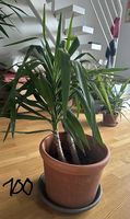 Yucca Palme - 100 cm
