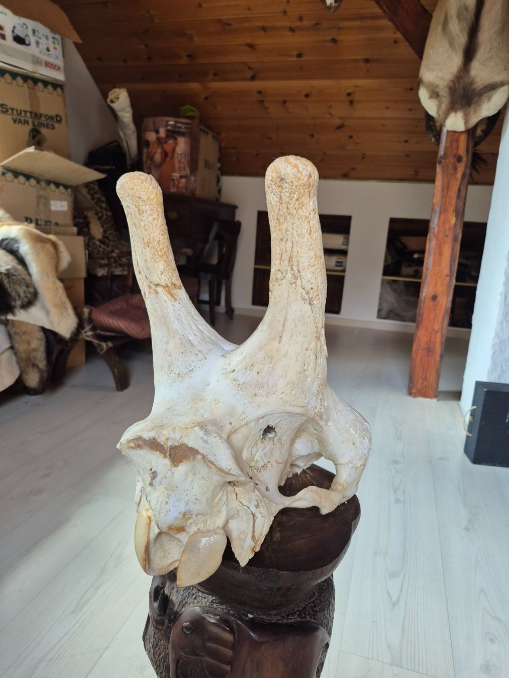 Il mondo degli animali: Crane de giraffe/ Giraffenschädel – Usato da Treyvaux venduto da Kbh2000 2