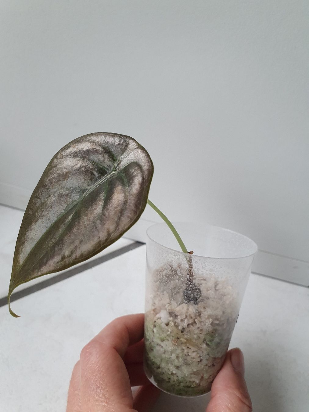 Piante & sementi: Alocasia Cuprea – Usato da Erlinsbach SO venduto da Lea030 1