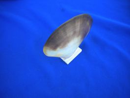 Schöne zweifarbige Muschel etwa 10 cm