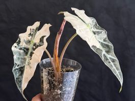 Alocasia Polly Pink