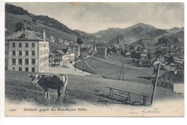 URNÄSCH gegen die Hundwyler Höhe, Kuh