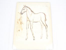 RAHMENBILD Pferd /Fohlen  Egli