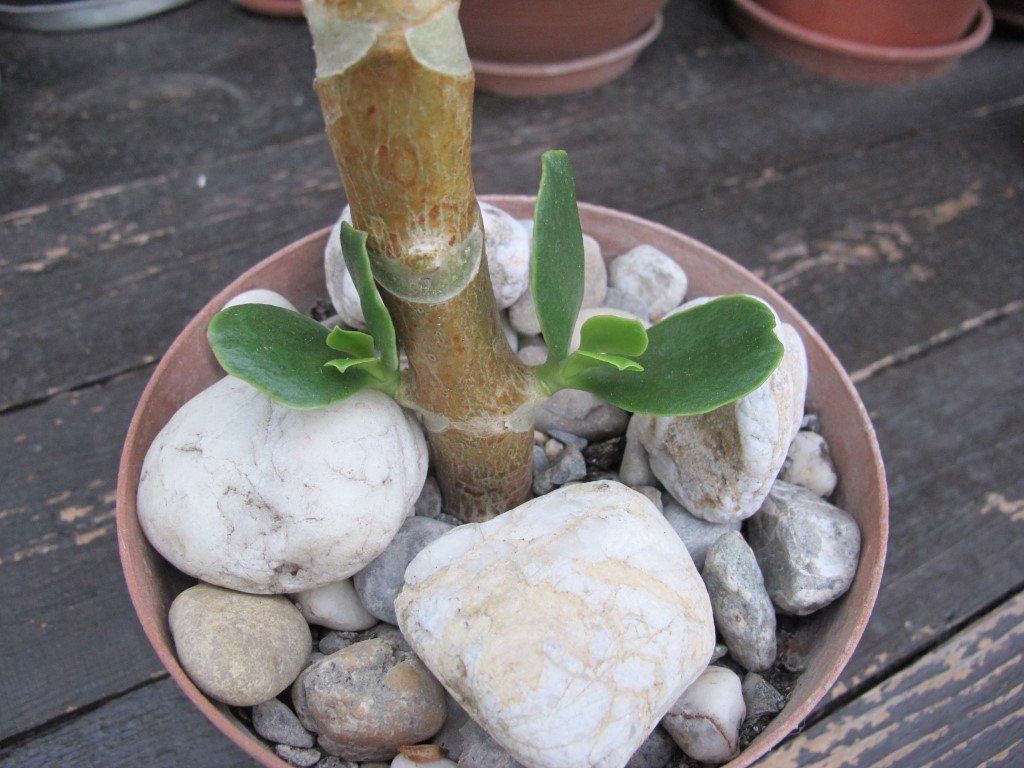 Piante & sementi: Cotyledon    ( orbiculata var. oblonga 'Macrantha' ) – Usato da Emmenbrücke venduto da Tacitus0 3