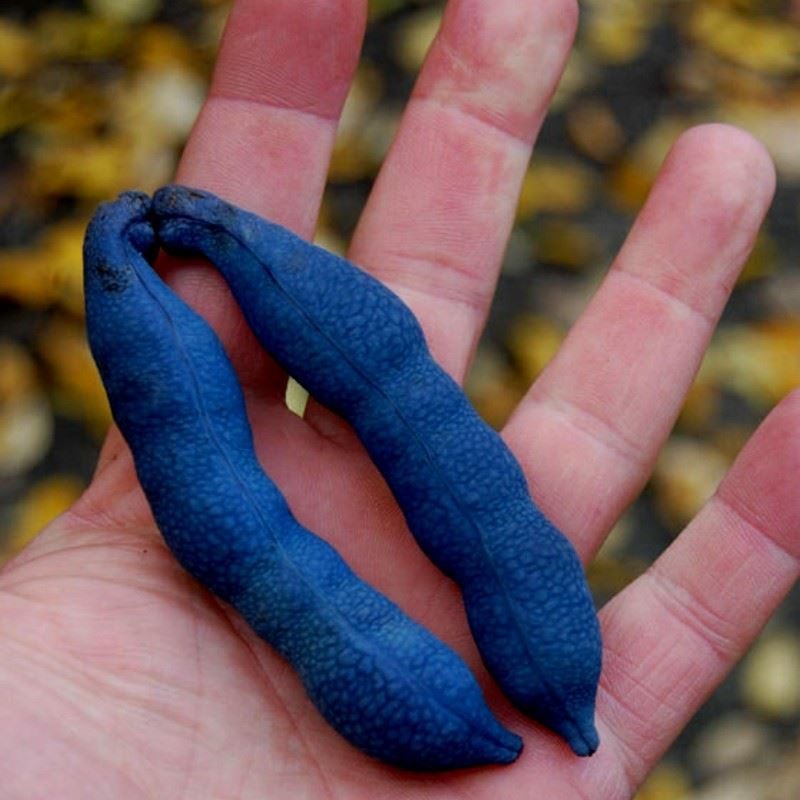 Piante & sementi: Arbre aux haricots bleus  PLANT 15-20cm – Nuovo (secondo la descrizione) da Bremblens venduto da FIBONACCI369