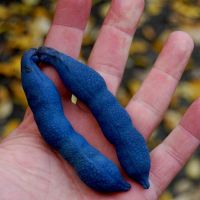 Arbre aux haricots bleus  PLANT 15-20cm