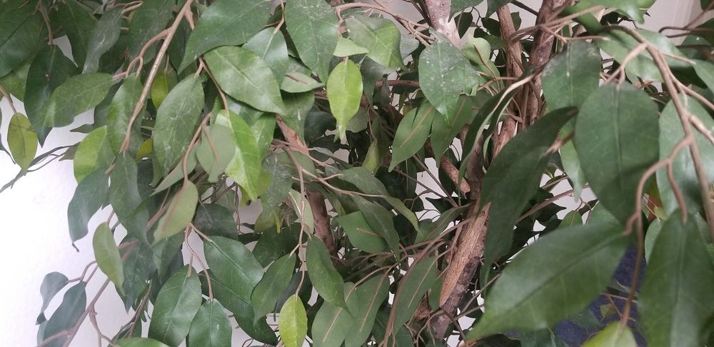 Kunstpflanze Ficus Benjamina Baum in Topf wie echt Kaufen auf Ricardo