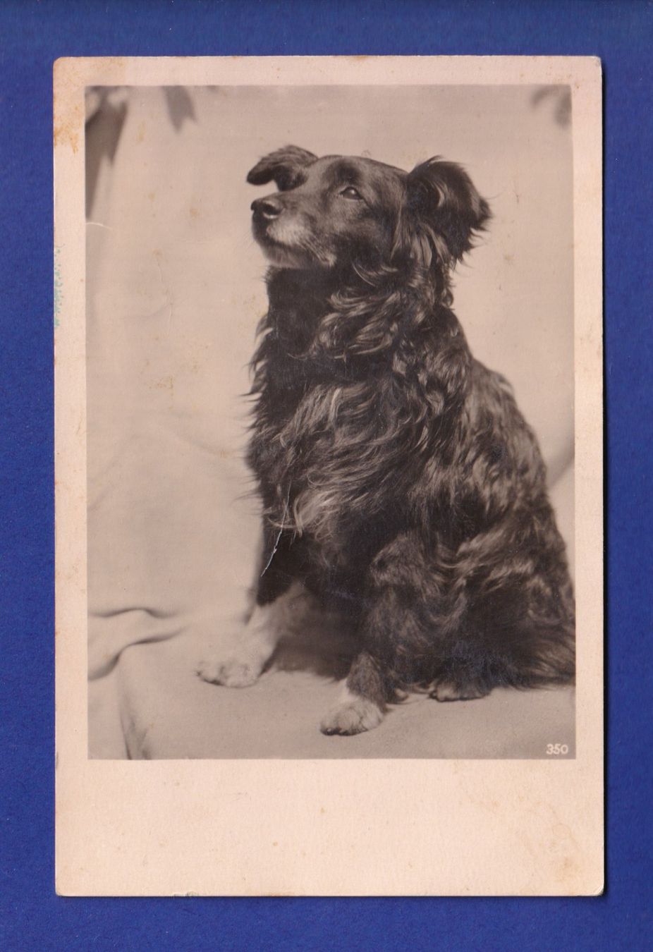 Ansichtskarten: CHIEN / HUND // pli // – Gebraucht aus Pully von nicecards-shop