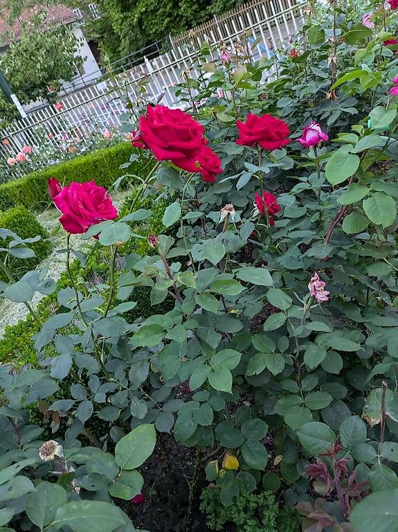 Tutti i DVDs: Blühende Rosen Büsche ca. 77Stk. – Usato da Binningen venduto da Smile-46