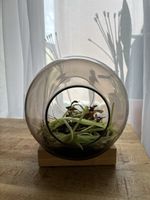Glas Terrarium für Pflanzen auf Holzsockel