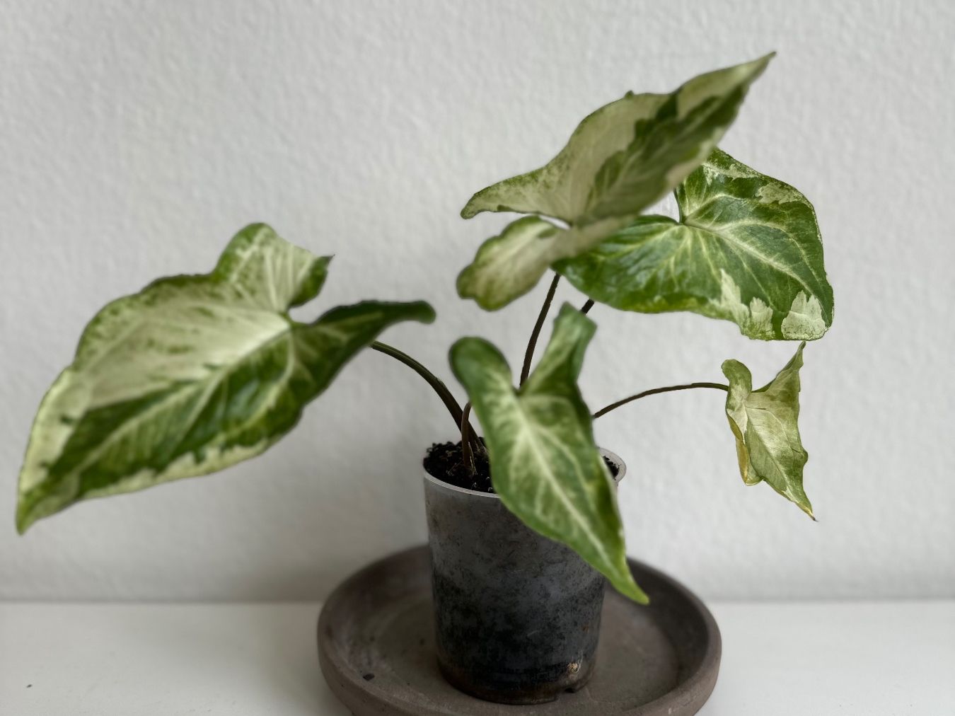 Pflanzen & Samen: Syngonium Three Kings #1 – Gebraucht aus Zürich von ong8 1