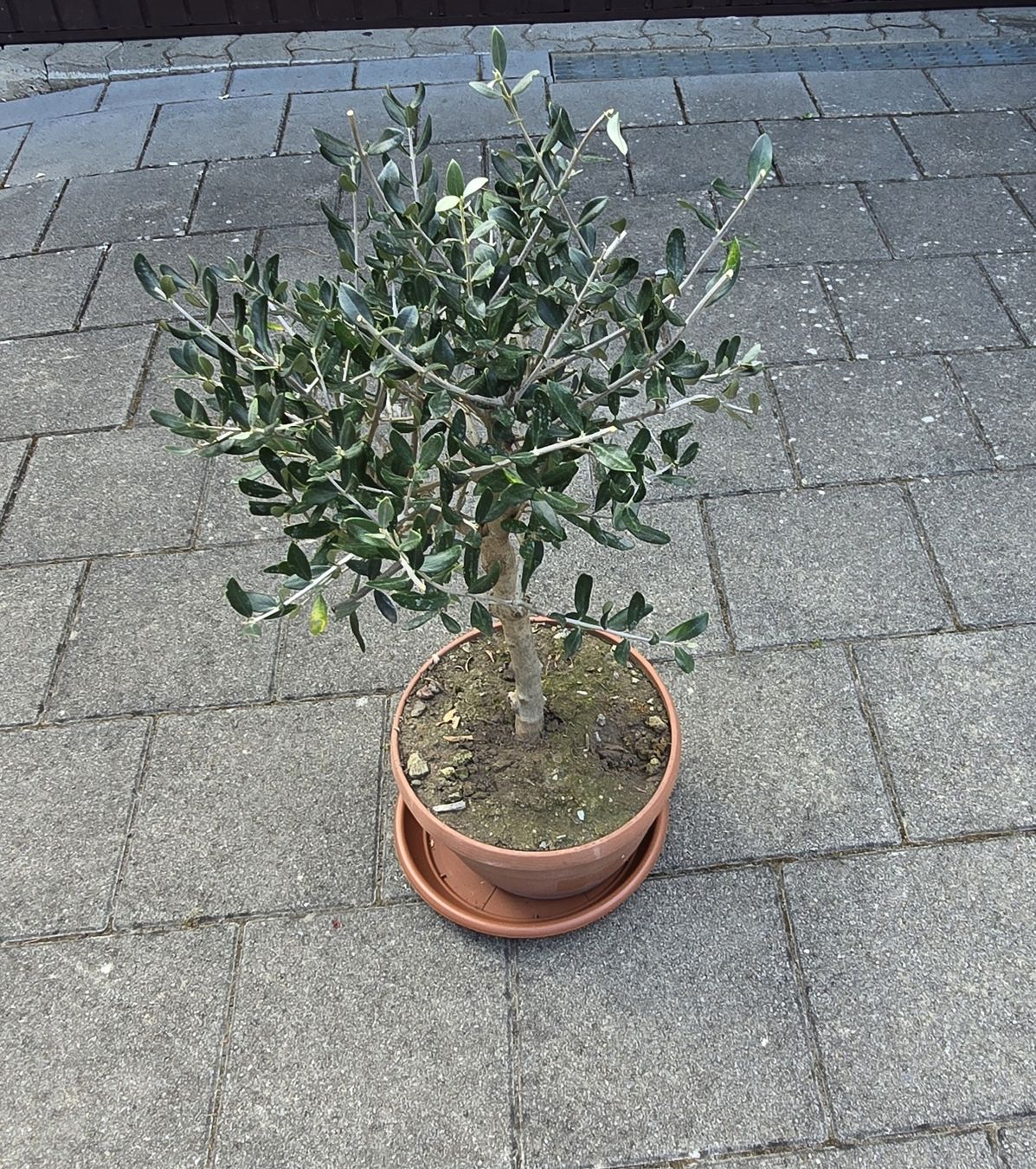 Pflanzen & Samen: Schöner kleiner kräftiger Olivenbaum – Gebraucht aus Aarburg von popkorn65 2