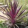 Piante & sementi: Cordyline australe rose  15-20cm – Nuovo (secondo la descrizione) da Bremblens venduto da FIBONACCI369 1